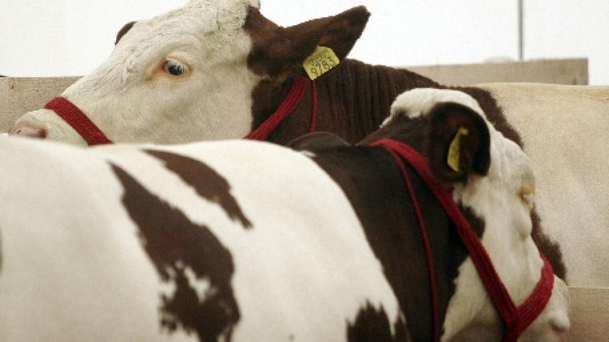 capul sus privirea inainte concurs de frumusete pentru vaci la mogosoaia