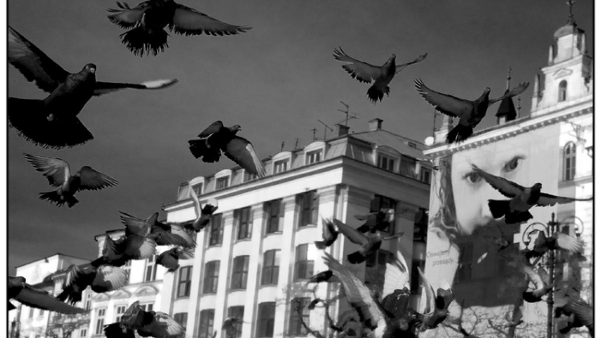 cosmarul devenit realitate 10 persoane au fost atacate de corbi care se comporta ciudat