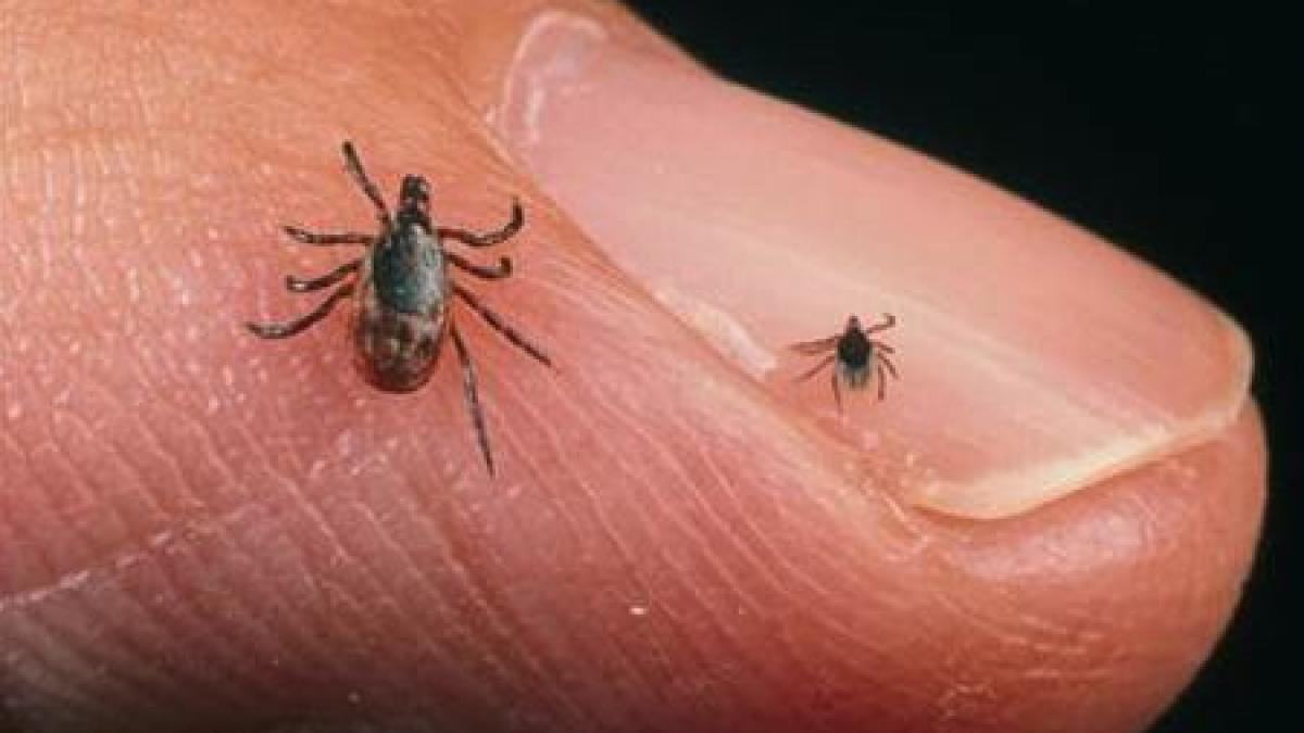 inca cinci oameni diagnosticati cu boala lyme ampla campanie de dezinsectie la brasov