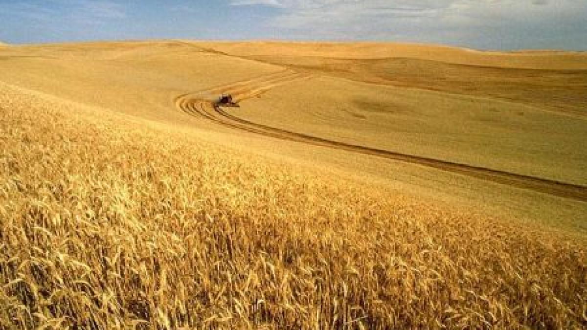 in zece ani riscam sa ramanem fara legume si cereale romanesti dispunem de cele mai mici subventii