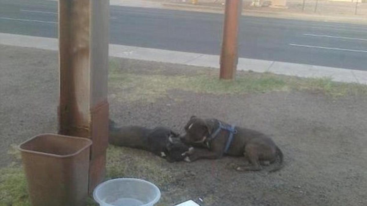 poza care demonstreaza ca animalele au suflet povestea acestei imagini te va impresiona pana la