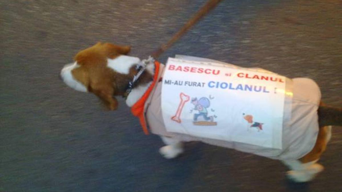 este cel mai simpatic protestatar poza aceasta te va binedispune