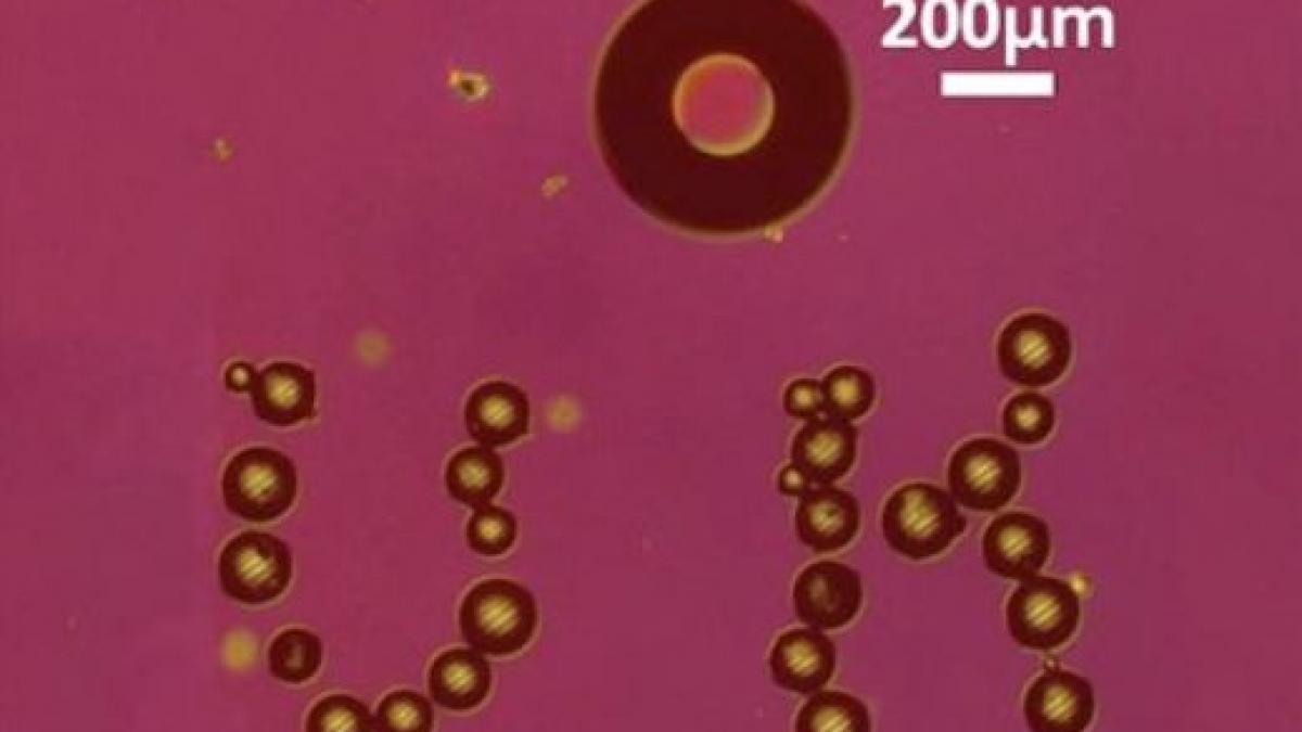 microrobotii care ar putea revolutiona medicina creati de cercetatorii universitatii din hawaii