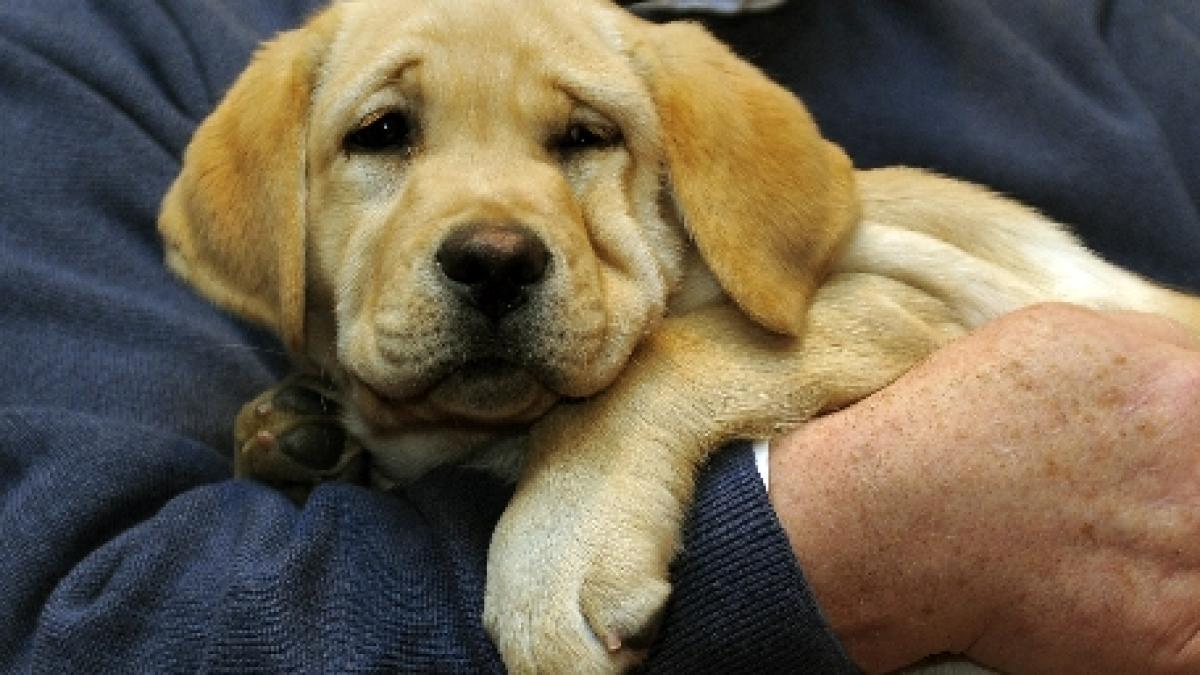 sua un labrador a devenit erou dupa ce si a salvat familia dintr un incendiu