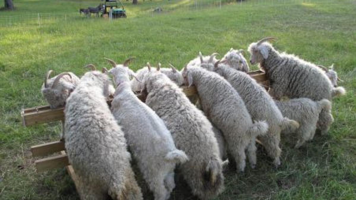 un fermier din braila creste capre de angora a reusit sa puna pe picioare unica linie de prelucrare