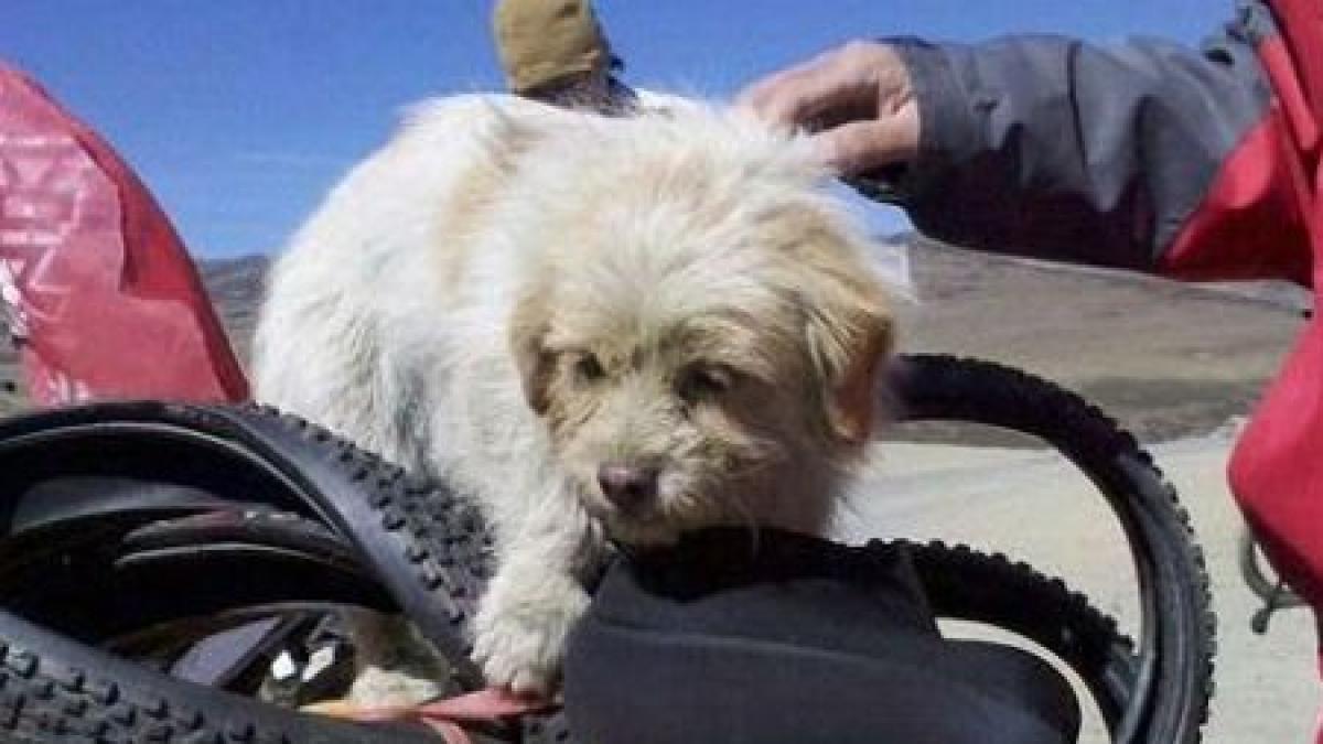 a alergat 1 700 de kilometri in cautarea unui suflet povestea induiosatoare a patrupedului