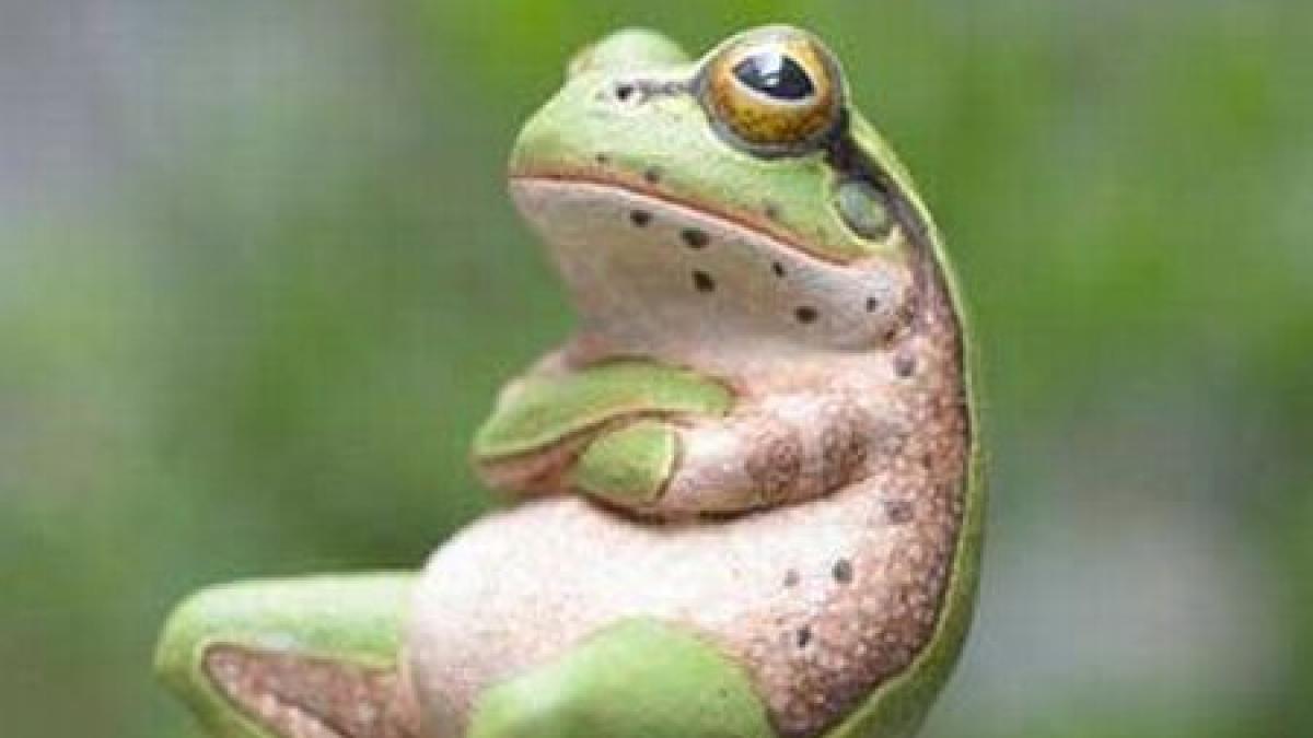 fotografia zilei si broastele s au saturat de vremea asta ploioasa