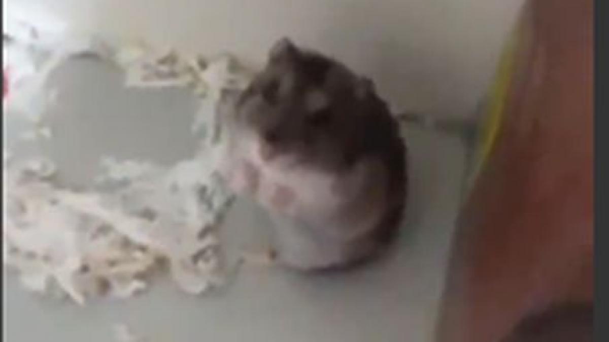 iti vei dori sa ai si tu unul iata un hamster adorabil care se preface mort