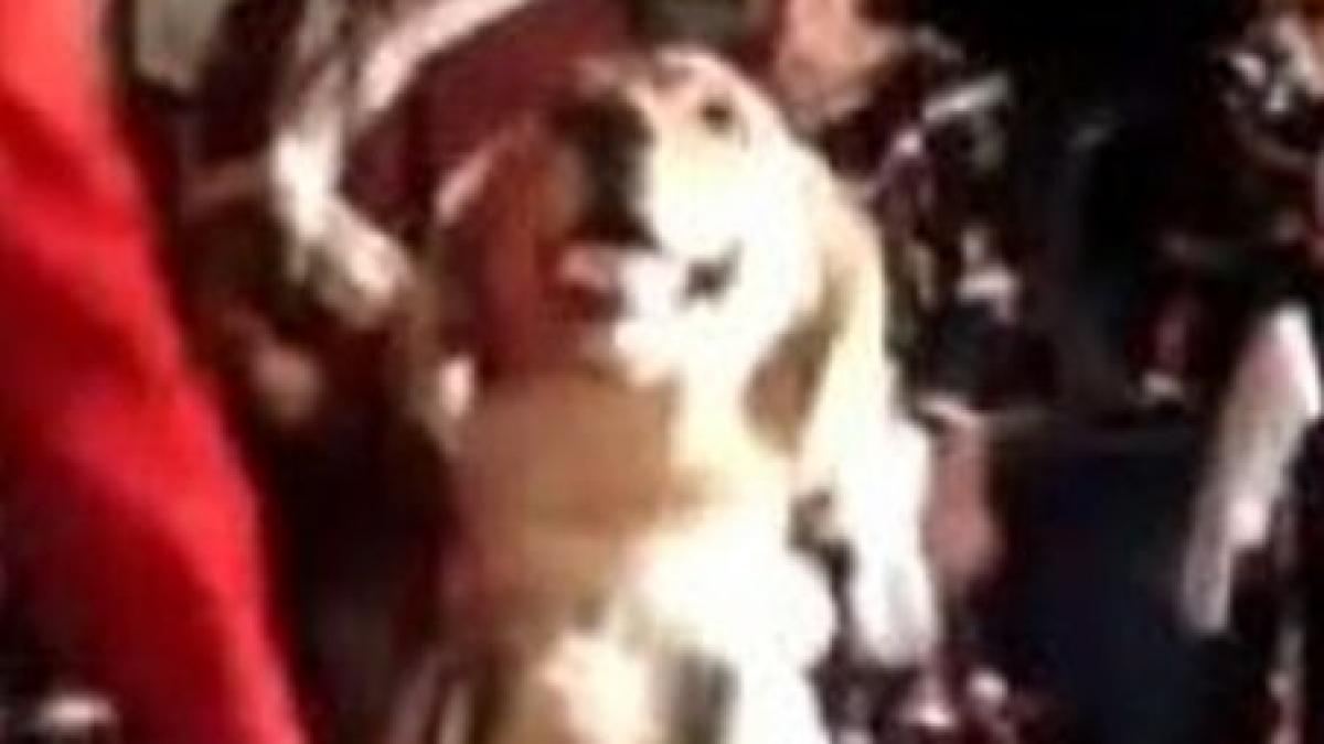 dansatori din lumea intreaga la coltul rusinii iata animalele care danseaza mai frumos ca tine