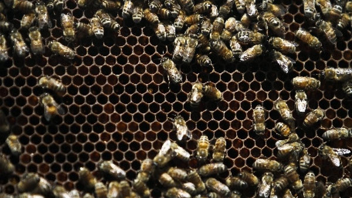 iasi un barbat a murit dupa ce a fost intepat de o albina