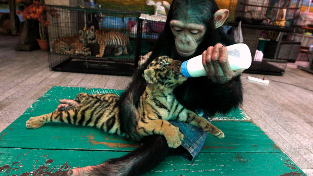 cele mai dragute necuvantatoare un top dedicat iubitorilor de animale