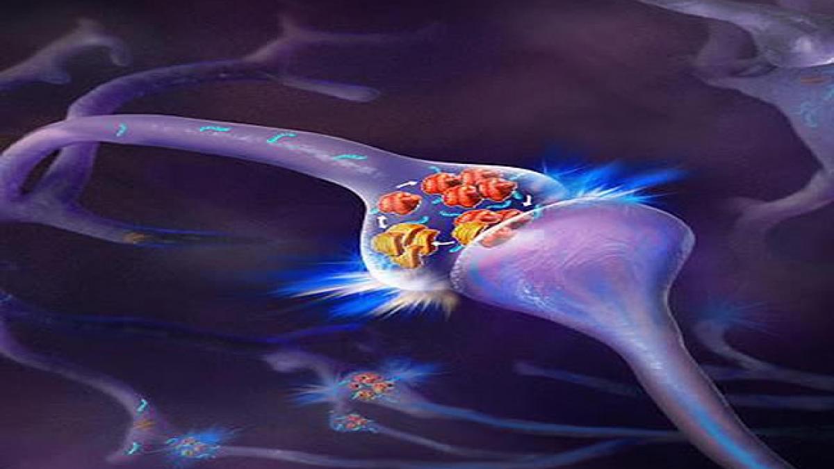 celulele creierului care ne scapa de sinapsele lenese din creier vezi care sunt