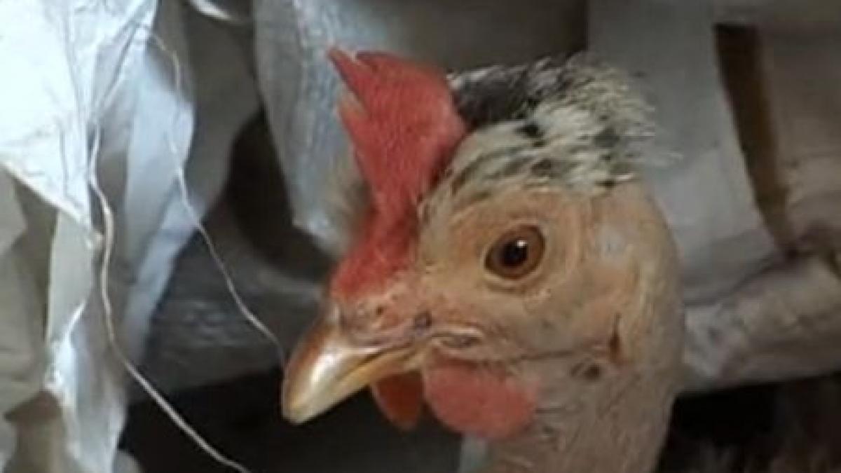 gaina cu pui de pisica obiect de pelerinaj pentru argeseni