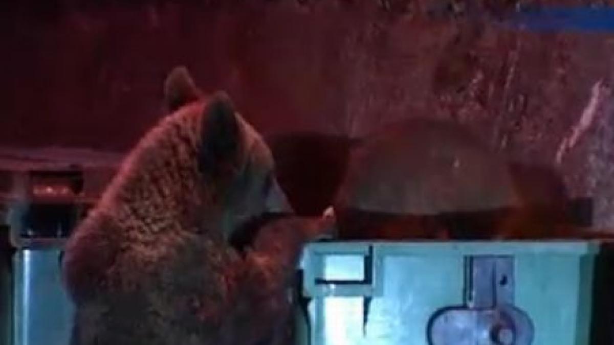 un taur si trei pui de urs au a trezit un cartier intreg din busteni