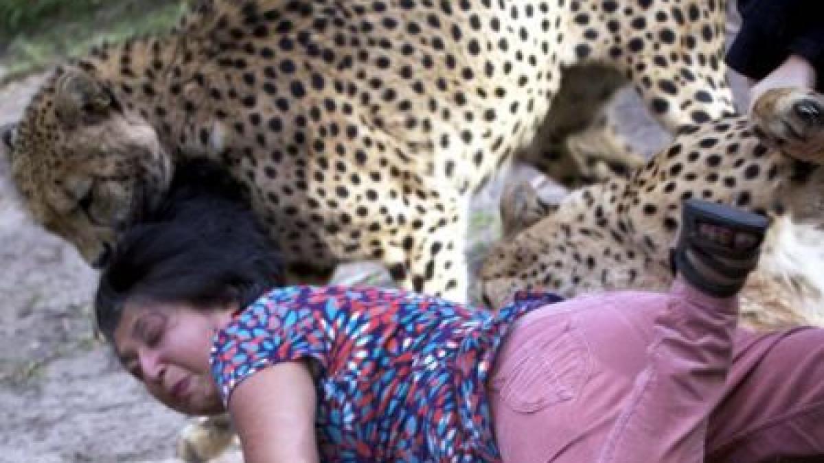 doi gheparzi au scapat de la gradina zoologica cum gestioneaza autoritatile austriece situatia