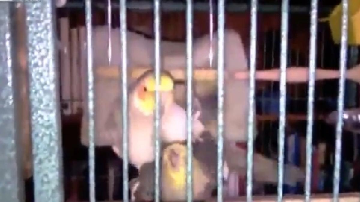 vei ramane uimit sa vezi ce face o pasare dupa o partida buna cel mai amuzant cuplu