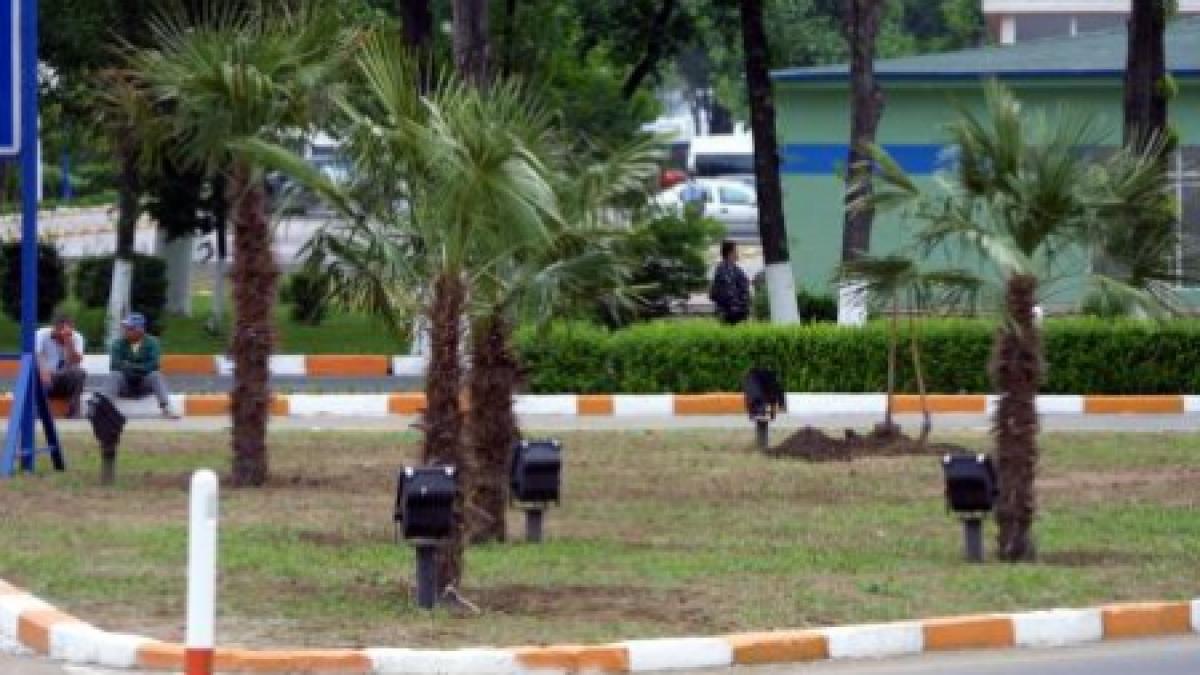 hotul de palmieri din eforie sud a fost prins barbatul ii vanduse deja insa politistii au recuperat