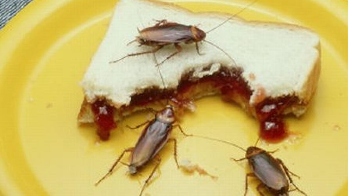 cel mai scarbos santaj a umplut cutiile de iaurt cu gandaci si apoi le a lasat pe rafturile