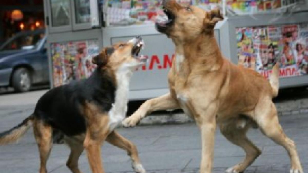 eleva sfasiata de o haita de caini fata a fost transportata de urgenta la spital