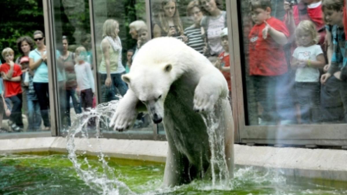 panica la gradina zoologica din rotterdam un urs polar a spart cu o piatra bazinul de sticla in