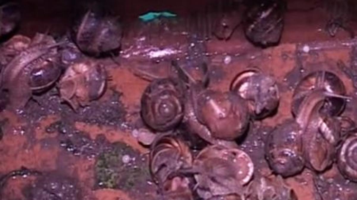 sport cu mare lipici la public intrecere cu melci la bacau