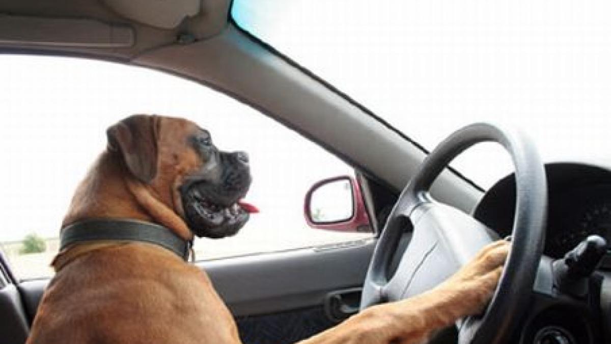 el este florica ce il face atat de special pe cainele unui taximetrist din valcea