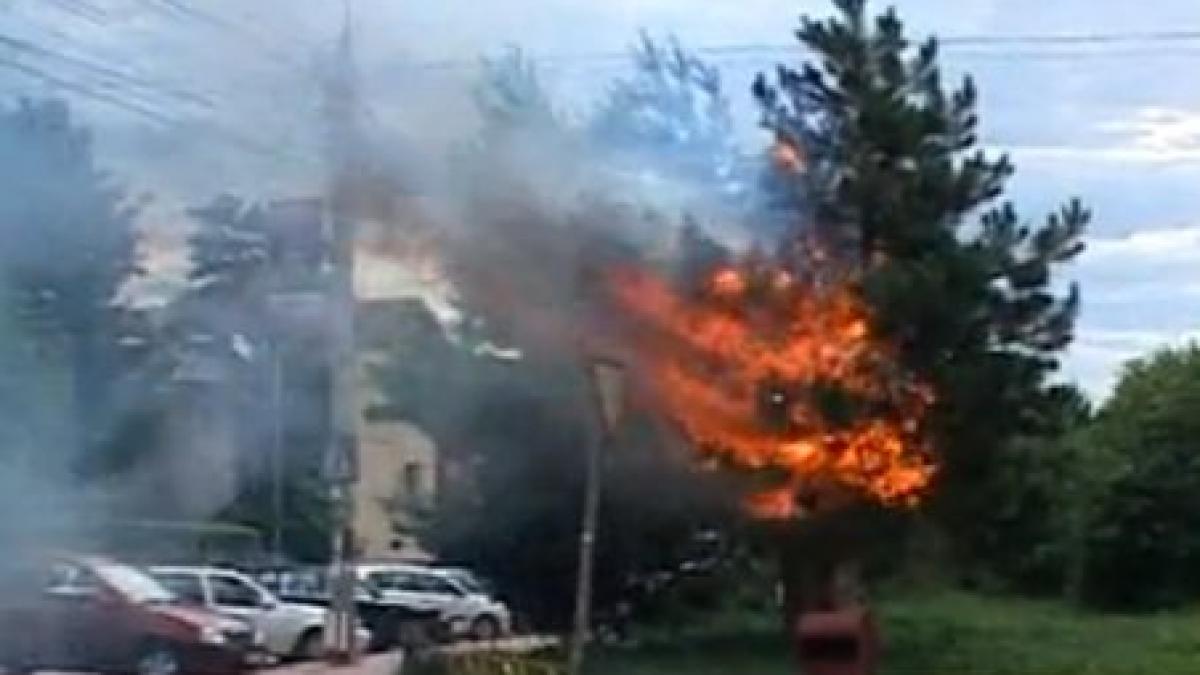 adolescenti teribilisti in loc de clasica pauza de tigara au dat foc unui brad