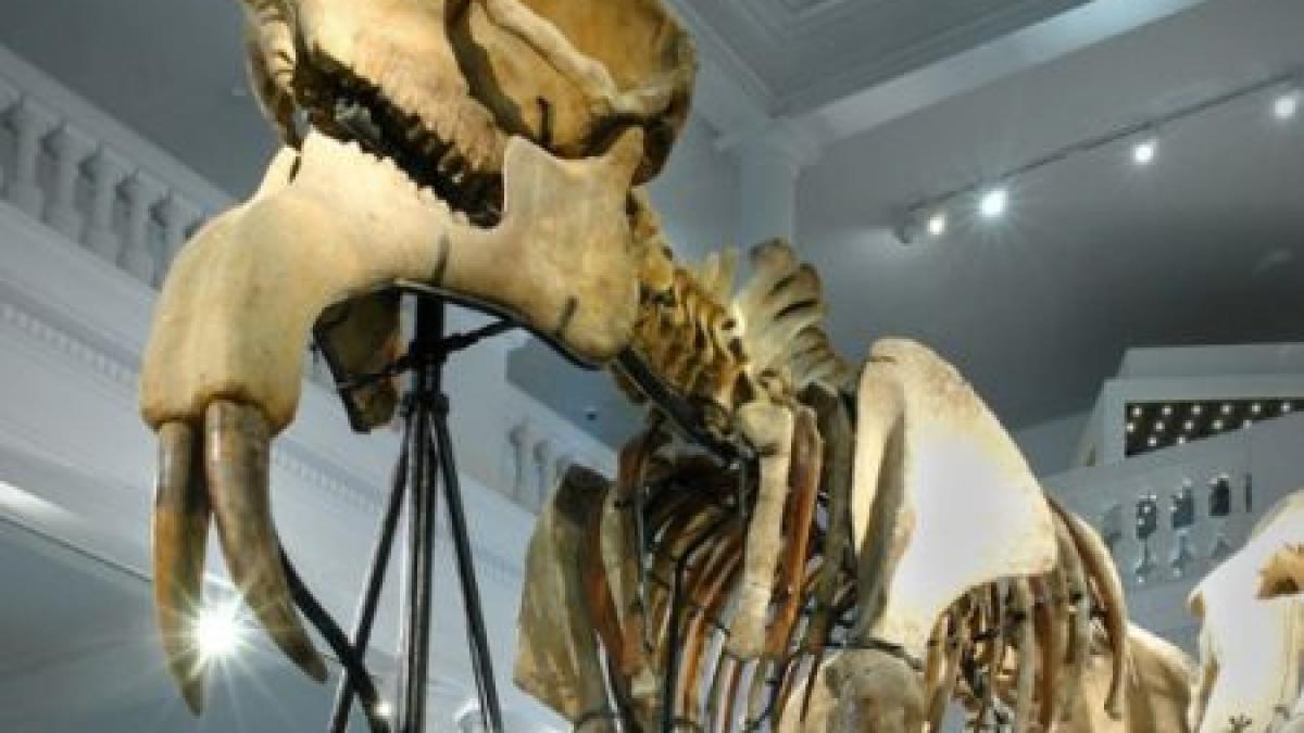 copilul tau merita o aventura va putea petrece noaptea la muzeul antipa leganat de deinotherium