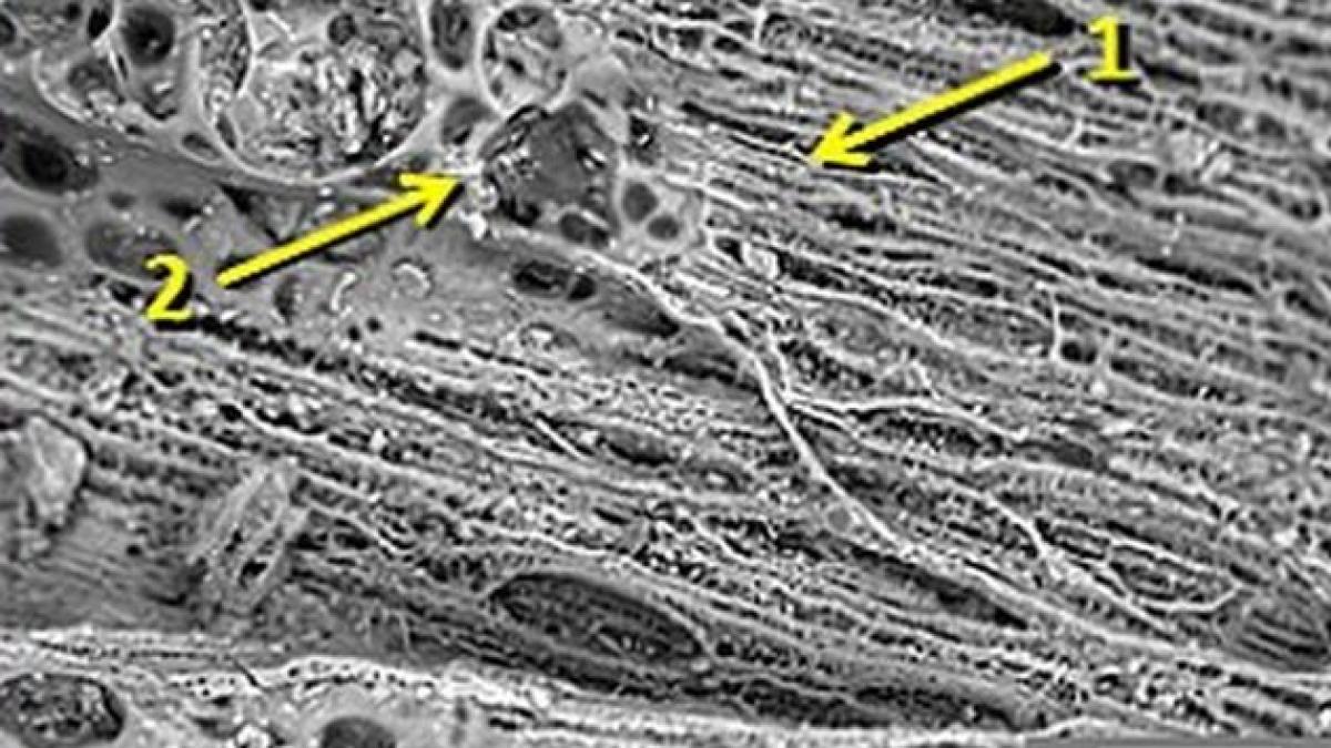 dovezile care schimba istoria omenirii vezi ramasite ale evenimentul planetar petrecut acum 12 000