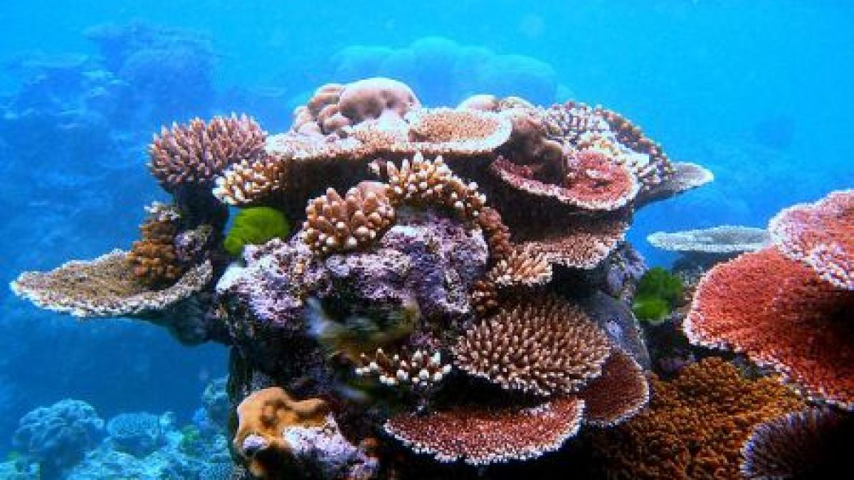 cea mai mare rezervatie marina din lume va fi creata de australia