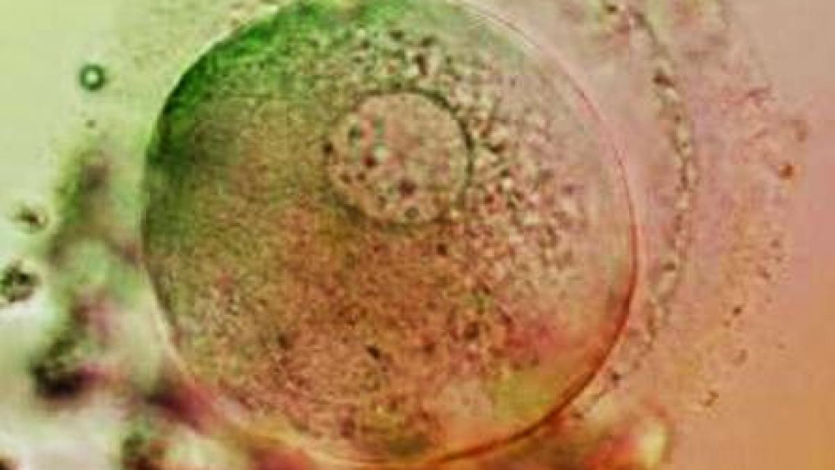 operatia rara care i a oferit speranta la viata o fetita arsa a primit piele clonata