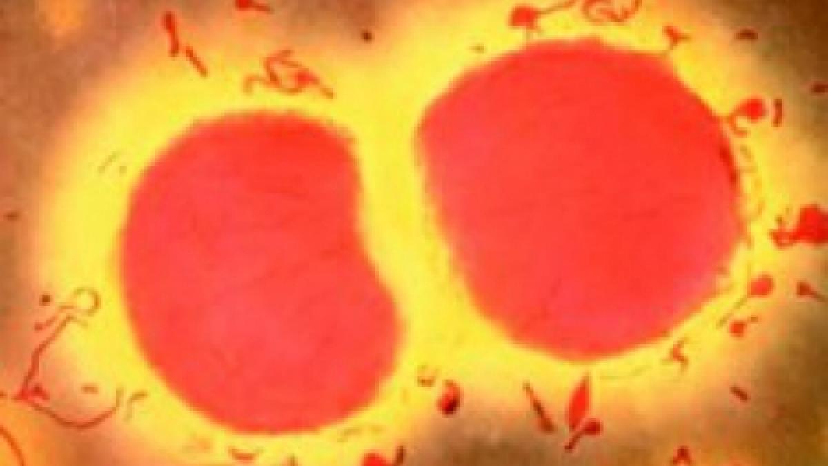 suceava mai multe scoli si gradinite din judet se inchid din cauza cazurilor de meningita