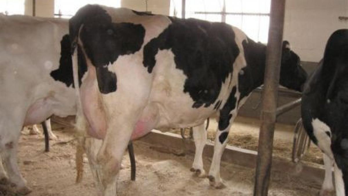 vrei vaci capre gaini iepuri si alte animale de ferma cumpara le de pe internet in rate