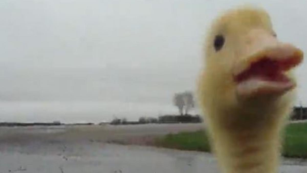 cei mai buni prieteni ai omului au concurenta la plimbare cu un bobocel de rata