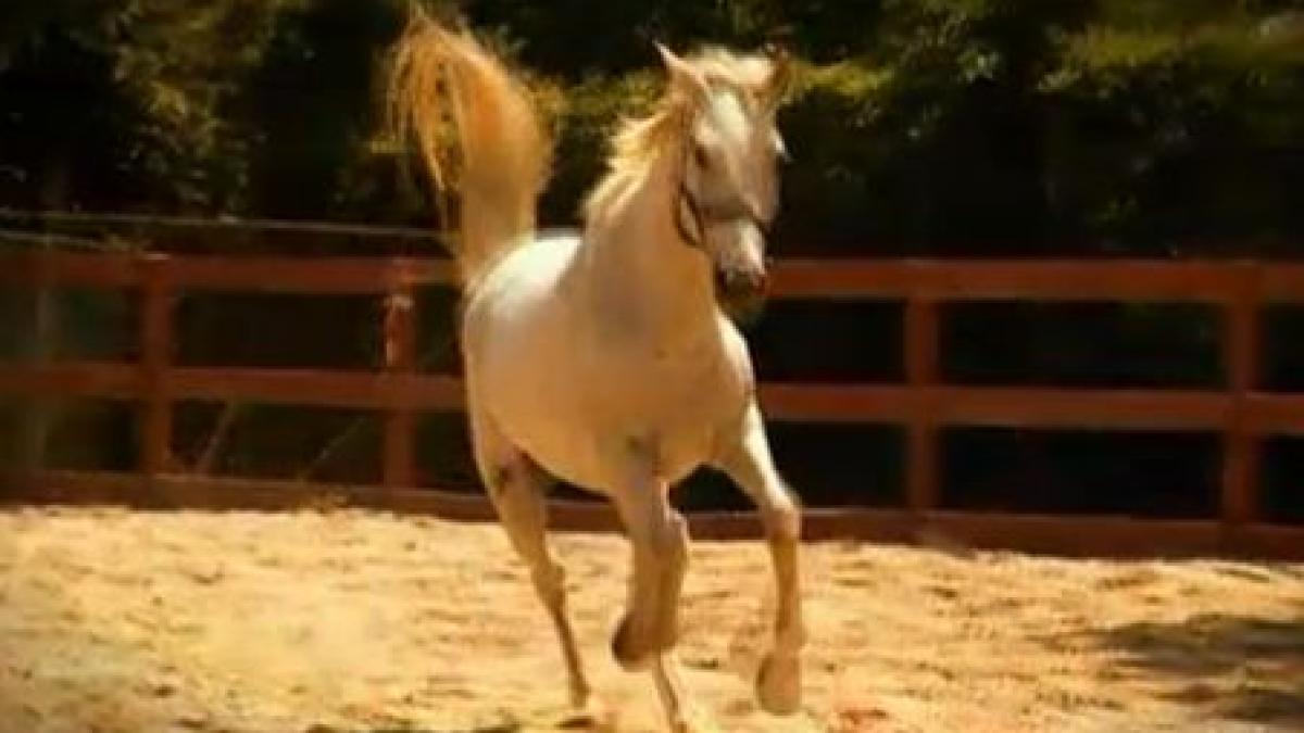 in premiera lectii de omenie necuvantatoarele care fac minuni cu cei bolnavi