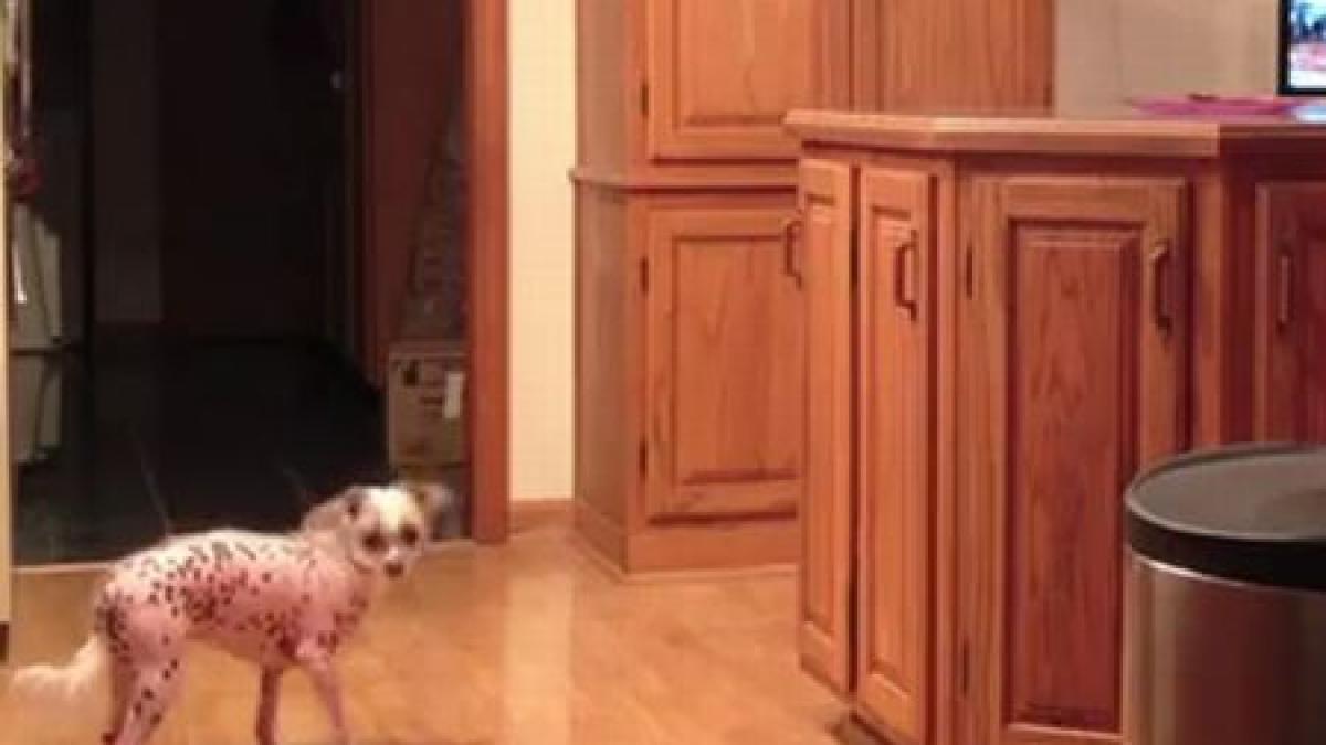 catelul acesta te va uimi nu e cel mai frumos exemplar din lume dar compenseaza prin inteligenta