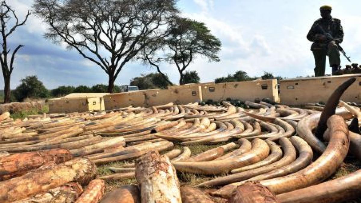 operatiune de proportii in 14 tari africane coordonata de interpol peste 200 de arestari si 2 tone