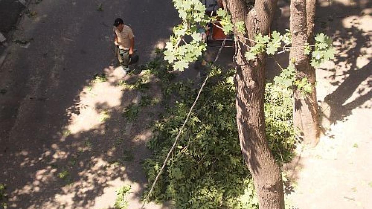 tocmai cand temperaturile sunt caniculare s au trezit sa toaleteze copacii ce fac acesti oameni nu