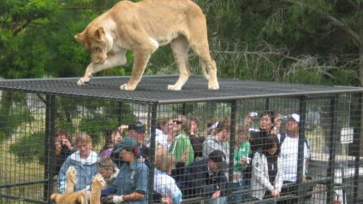 au simtit pentru cateva ore ceea ce simt animalele din gradinile zoologice o viata intreaga