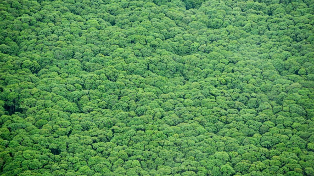 planeta scoasa la licitatie pe ebay padurea amazoniana in schimbul a 1 5 dolari