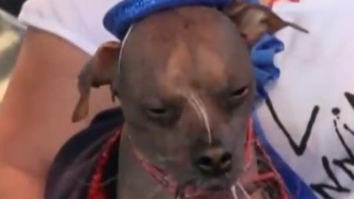 faceti cunostinta cu mugly cel mai urat caine din lume