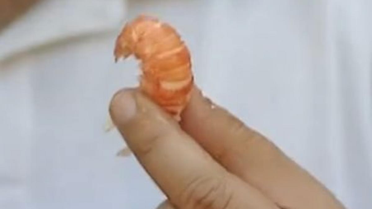 racii in lumina reflectoarelor fermele de raci devin afaceri profitabile