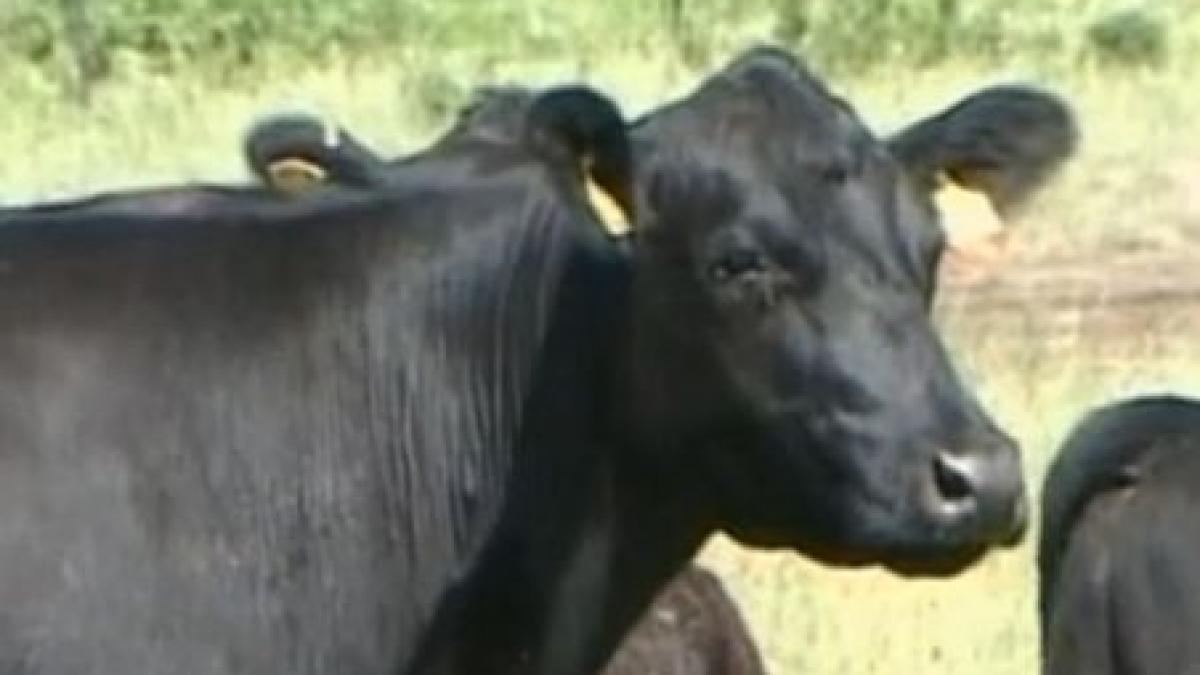 strainii au inceput sa creasca vaci de carne in romania