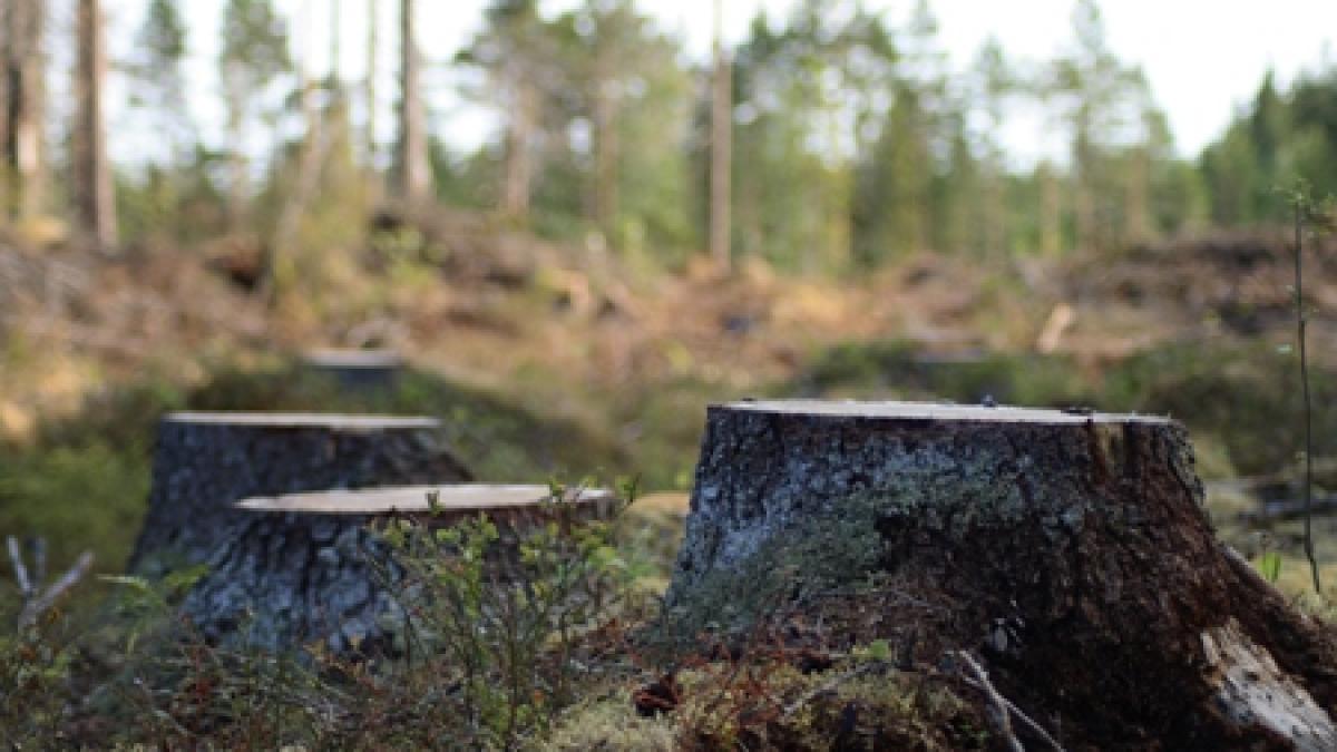aurul verde al romaniei vanat de straini americanii austriecii sau arabii vor sa puna mana pe