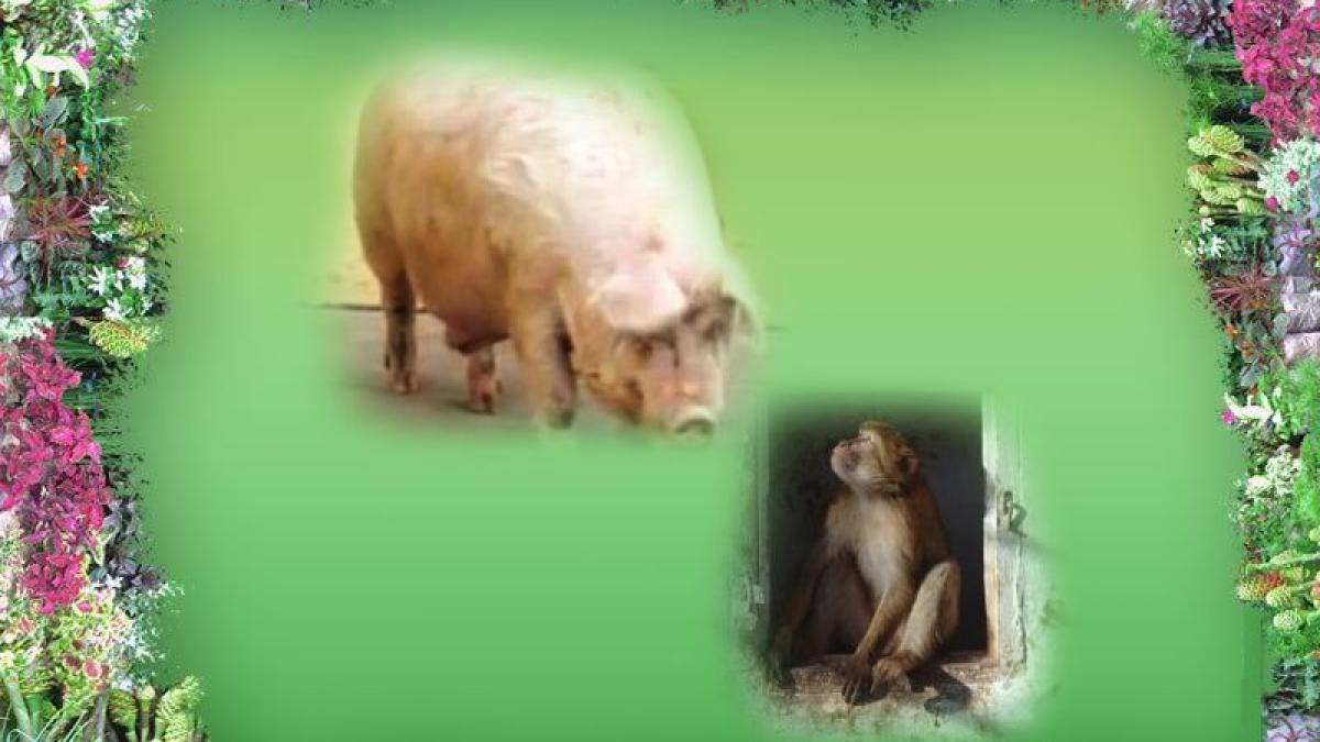 Maimuţă cu inimă de porc. Sud-coreenii au făcut primul transplant inter-specii din ţara lor