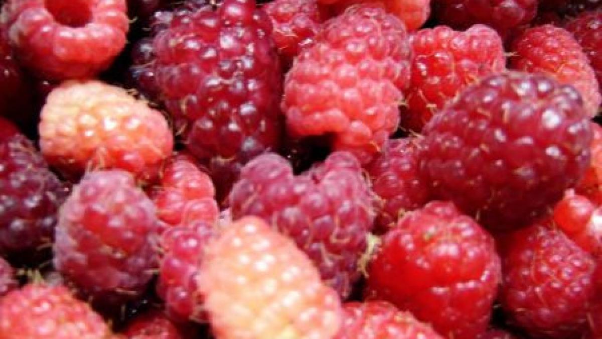 zmeura vedeta sezonului fructelor de padure cat costa kilogramul la producatori