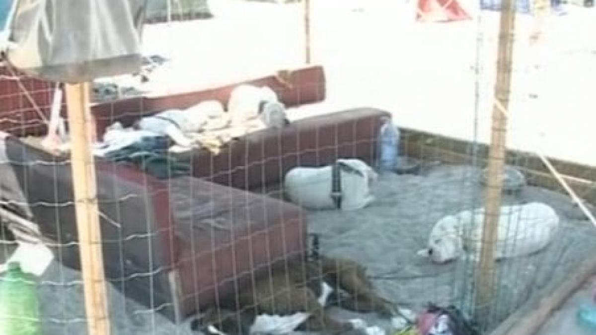 incredibil a venit cu patul de acasa si 6 bulldogi tinuti in cusca pe plaja din vama veche