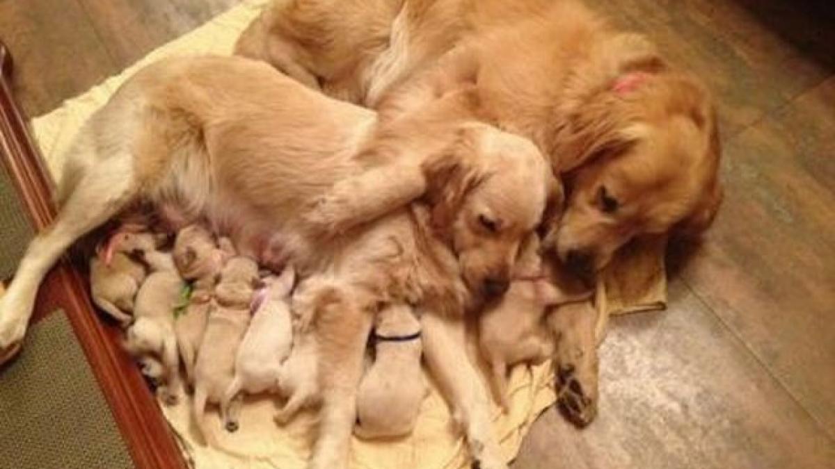 este cea mai frumoasa lectie de dragoste primita de la necuvantatoare fotografia care te va induiosa