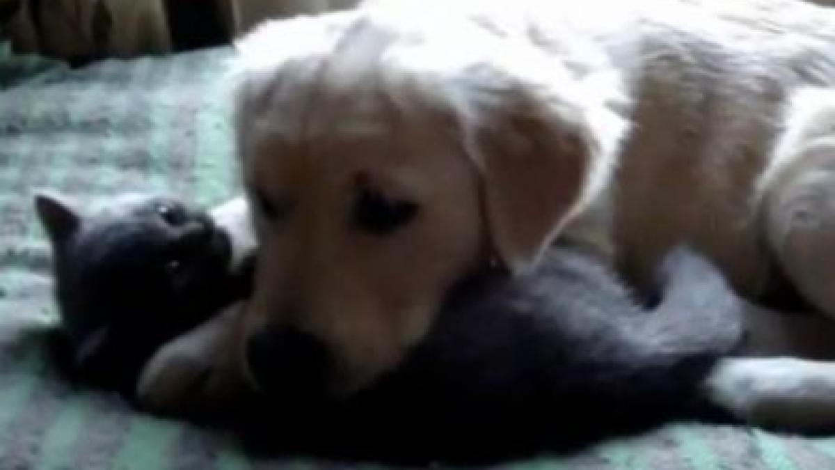 filmul care distruge toate prejudecatile despre relatia dintre caini si pisici