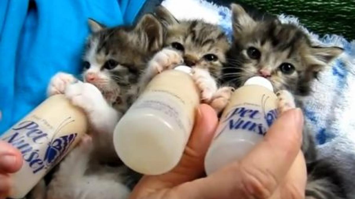 ai sa i iubesti trei pisoiasi se infrupta cu mare pofta din trei biberoane cu lapte